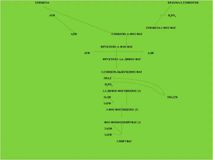 ГЛЮКОЗА КРАХМАЛ, ГЛИКОГЕН АТФ Н3РО4 ГЛЮКОЗА-1-ФОСФАТ АДФ ГЛЮКОЗО–6–ФОСФАТ ФРУКТОЗО–6–ФОСФАТ АТФ АДФ