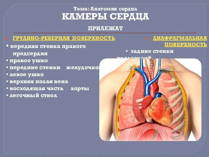 Тема: Анатомия сердца ГРУДИНО-РЕБЕРНАЯ ПОВЕРХНОСТЬ • передняя стенка правого предсердия •