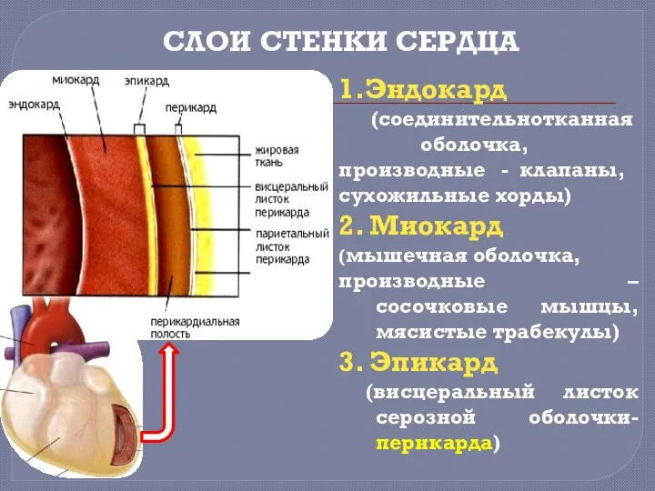 1.Эндокард (соединительнотканная оболочка, производные - клапаны, сухожильные хорды) 2. Миокард (мышечная