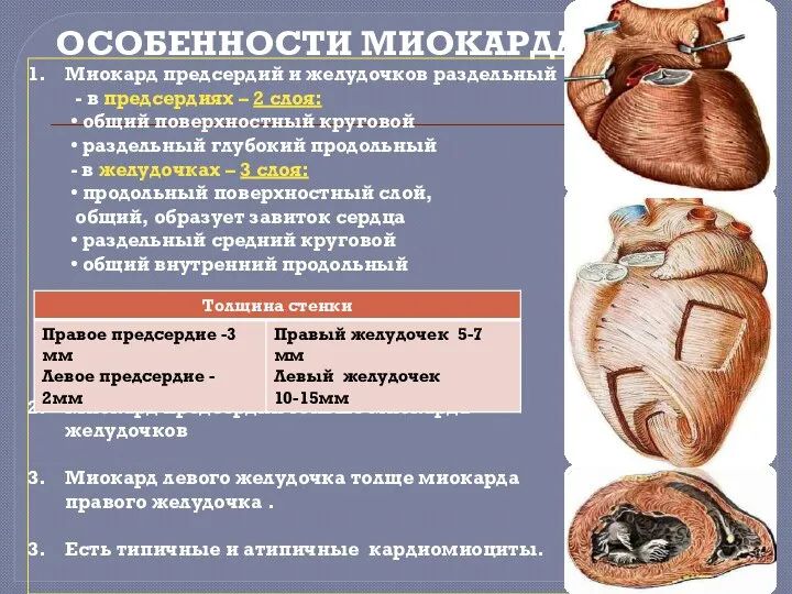 ОСОБЕННОСТИ МИОКАРДА Миокард предсердий и желудочков раздельный - в предсердиях –