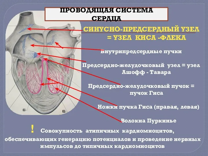 ПРОВОДЯЩАЯ СИСТЕМА СЕРДЦА ! Совокупность атипичных кардиомиоцитов, обеспечивающих генерацию потенциалов и