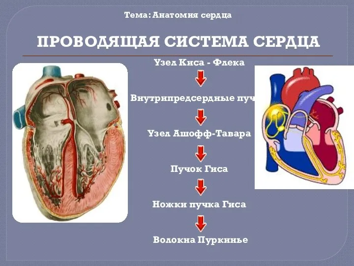 Узел Киса - Флека Внутрипредсердные пучки Узел Ашофф-Тавара Пучок Гиса Ножки