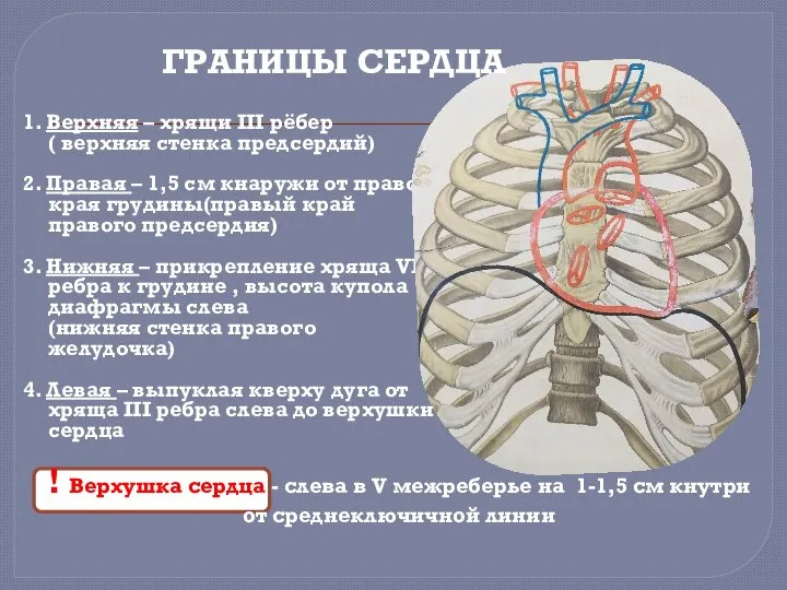 1. Верхняя – хрящи III рёбер ( верхняя стенка предсердий) 2.