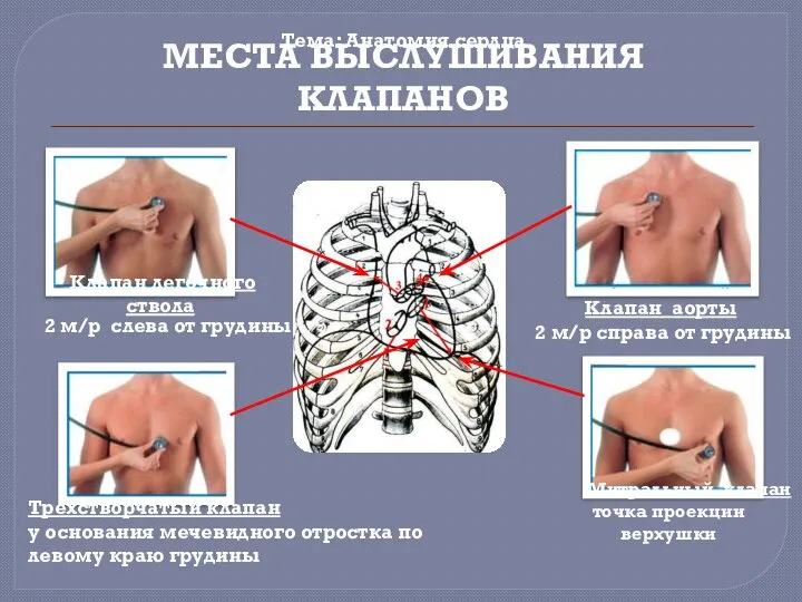 МЕСТА ВЫСЛУШИВАНИЯ КЛАПАНОВ Тема: Анатомия сердца Трехстворчатый клапан у основания мечевидного