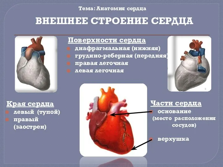 Тема: Анатомия сердца Края сердца левый (тупой) правый (заострен) Части сердца