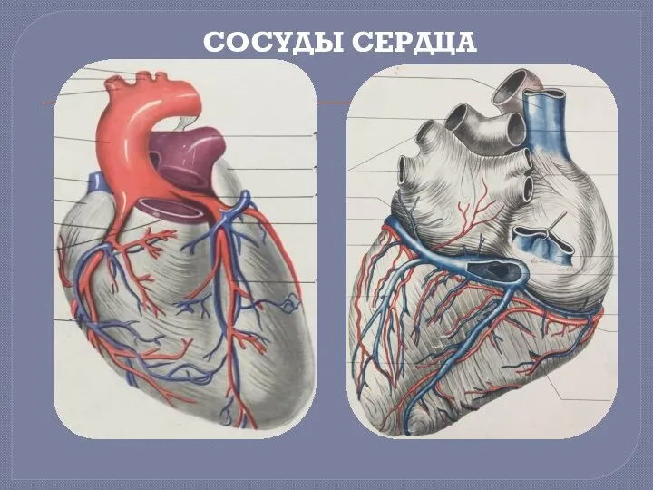 СОСУДЫ СЕРДЦА