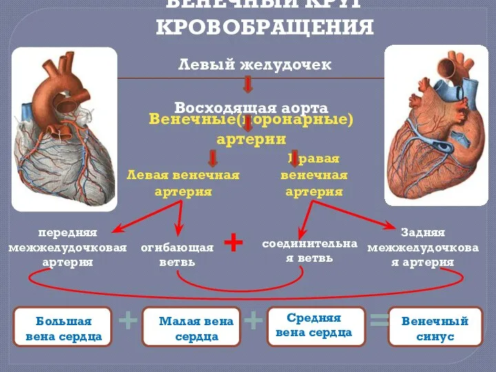 Восходящая аорта Венечные(коронарные) артерии Левая венечная артерия Правая венечная артерия передняя