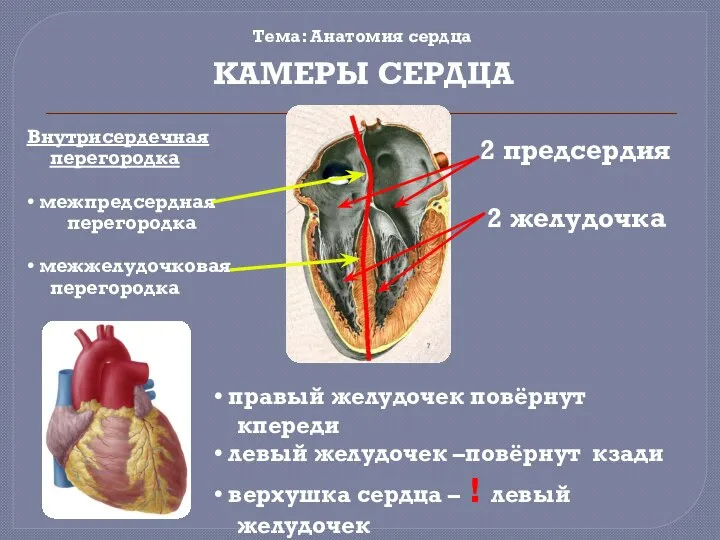 Тема: Анатомия сердца 2 предсердия 2 желудочка КАМЕРЫ СЕРДЦА Внутрисердечная перегородка