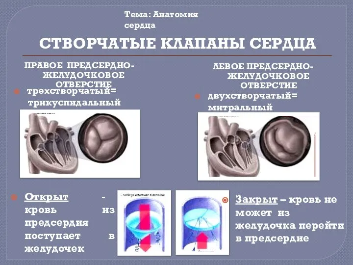 СТВОРЧАТЫЕ КЛАПАНЫ СЕРДЦА двухстворчатый= митральный ЛЕВОЕ ПРЕДСЕРДНО-ЖЕЛУДОЧКОВОЕ ОТВЕРСТИЕ ПРАВОЕ ПРЕДСЕРДНО-ЖЕЛУДОЧКОВОЕ ОТВЕРСТИЕ