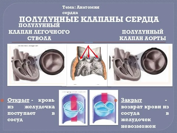 ПОЛУЛУННЫЕ КЛАПАНЫ СЕРДЦА ПОЛУЛУННЫЙ КЛАПАН ЛЕГОЧНОГО СТВОЛА ПОЛУЛУННЫЙ КЛАПАН АОРТЫ Тема: