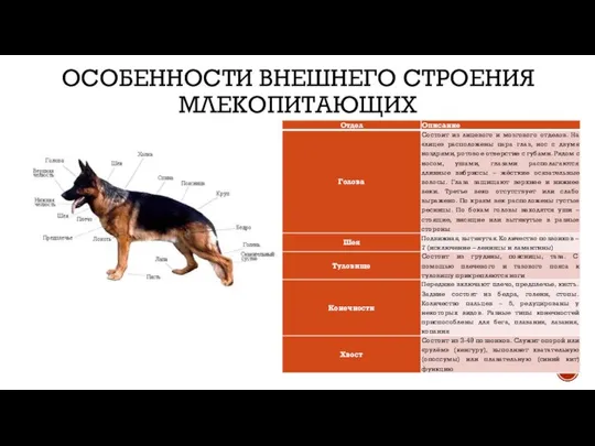 ОСОБЕННОСТИ ВНЕШНЕГО СТРОЕНИЯ МЛЕКОПИТАЮЩИХ