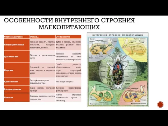 ОСОБЕННОСТИ ВНУТРЕННЕГО СТРОЕНИЯ МЛЕКОПИТАЮЩИХ