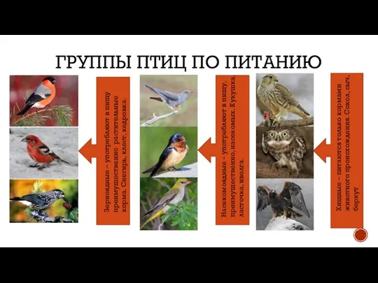 ГРУППЫ ПТИЦ ПО ПИТАНИЮ Зерноядные – употребляют в пищу преимущественно растительные