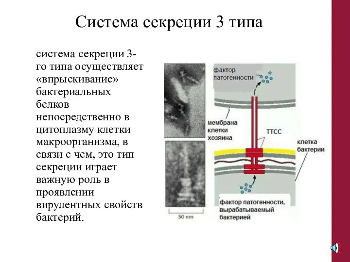 Система секреции 3 типа система секреции 3-го типа осуществляет «впрыскивание» бактериальных