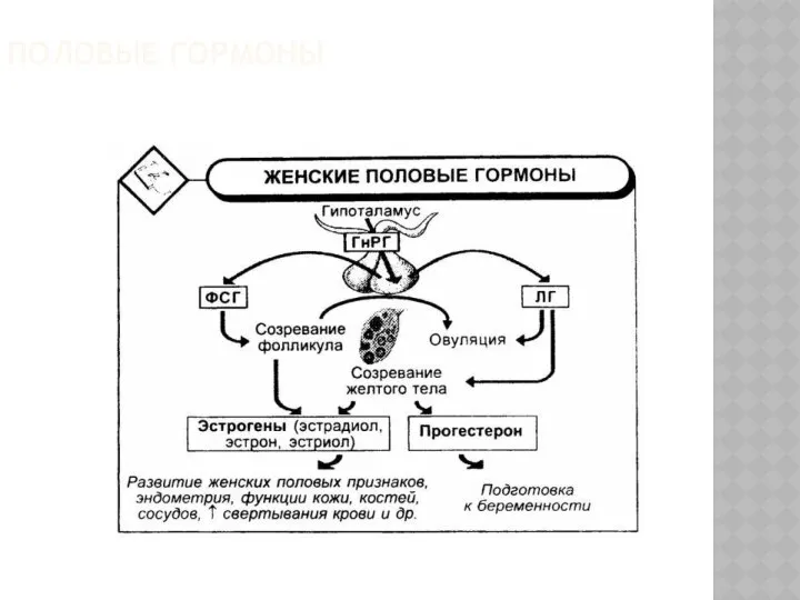 ПОЛОВЫЕ ГОРМОНЫ