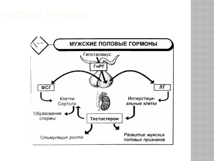 ПОЛОВЫЕ ГОРМОНЫ