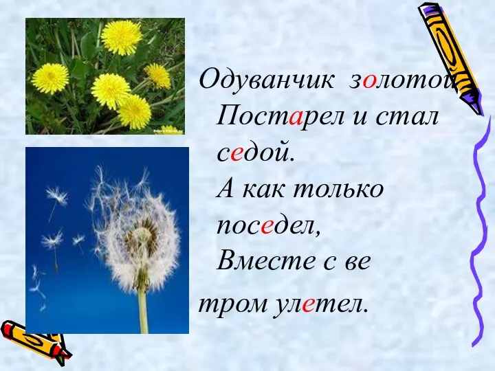 Одуванчик золотой Постарел и стал седой. А как только поседел, Вместе с ве тром улетел.