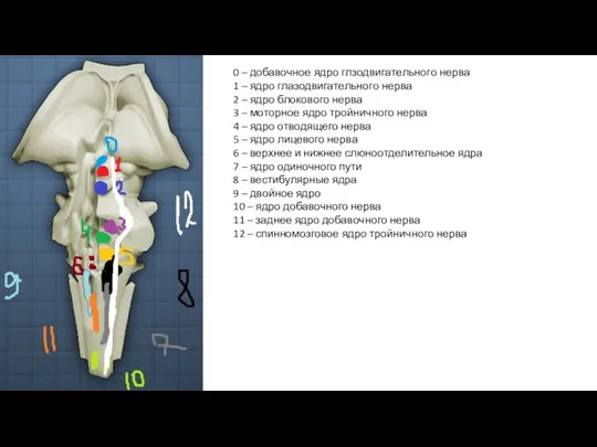 0 – добавочное ядро глзодвигательного нерва 1 – ядро глазодвигательного нерва