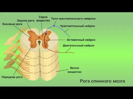 Рога спинного мозга