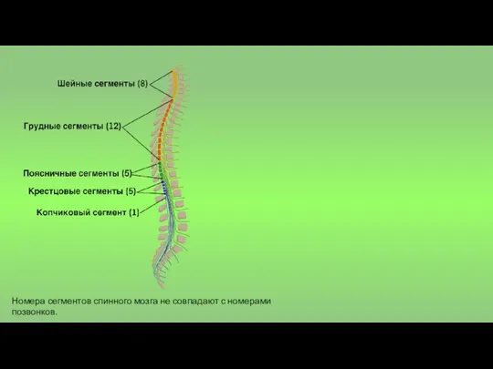 Номера сегментов спинного мозга не совпадают с номерами позвонков.