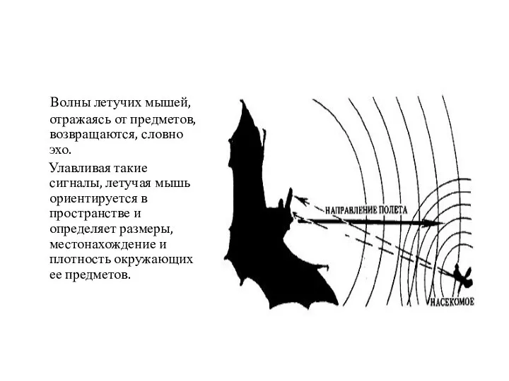 Волны летучих мышей, отражаясь от предметов, возвращаются, словно эхо. Улавливая такие