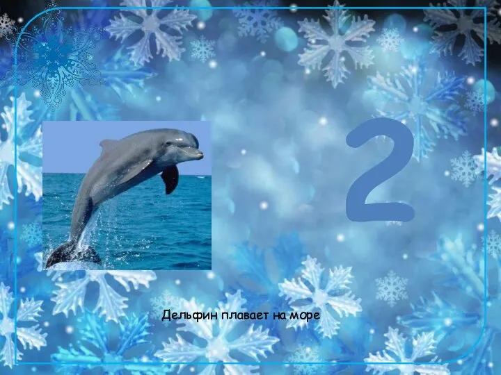 Дельфин плавает на море 2