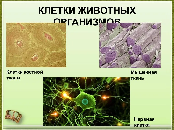 КЛЕТКИ ЖИВОТНЫХ ОРГАНИЗМОВ Клетки костной ткани Мышечная ткань Нервная клетка