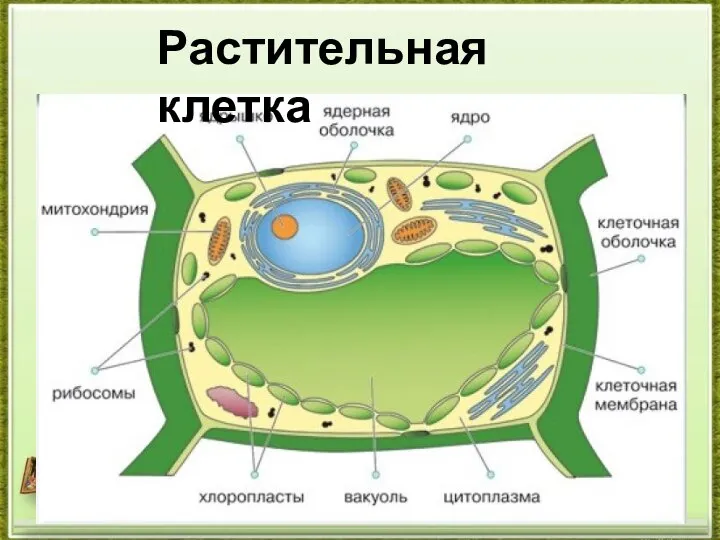 Растительная клетка