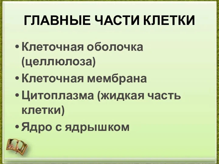 ГЛАВНЫЕ ЧАСТИ КЛЕТКИ Клеточная оболочка (целлюлоза) Клеточная мембрана Цитоплазма (жидкая часть клетки) Ядро с ядрышком