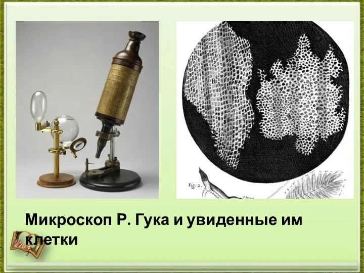 Микроскоп Р. Гука и увиденные им клетки