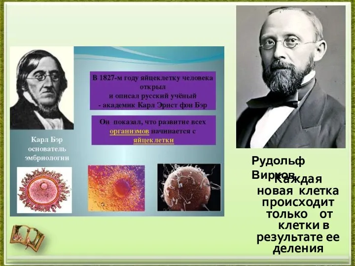 Рудольф Вирхов Каждая новая клетка происходит только от клетки в результате ее деления