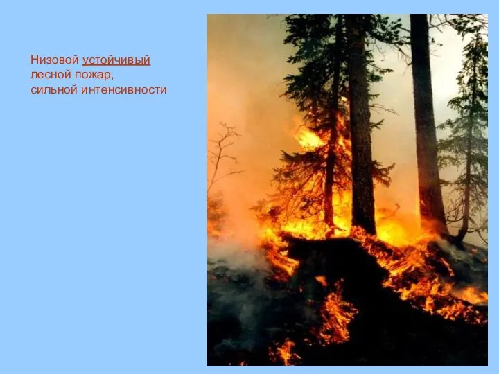 Низовой устойчивый лесной пожар, сильной интенсивности