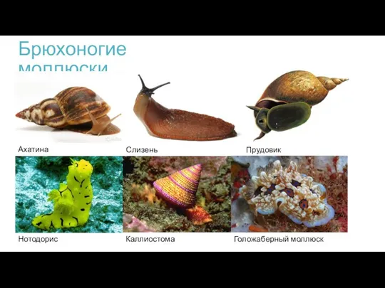 Брюхоногие моллюски Ахатина Слизень Прудовик Нотодорис Каллиостома Голожаберный моллюск