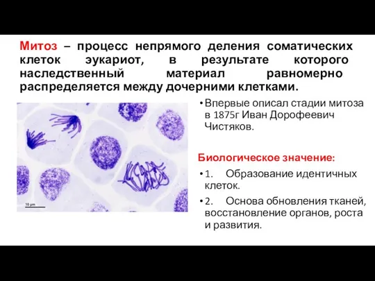 Митоз – процесс непрямого деления соматических клеток эукариот, в результате которого