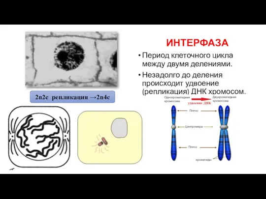 ИНТЕРФАЗА Период клеточного цикла между двумя делениями. Незадолго до деления происходит