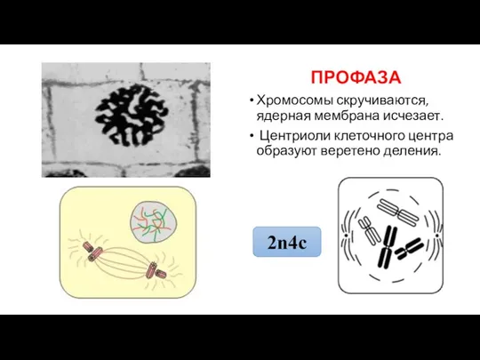 ПРОФАЗА Хромосомы скручиваются, ядерная мембрана исчезает. Центриоли клеточного центра образуют веретено деления. 2n4c