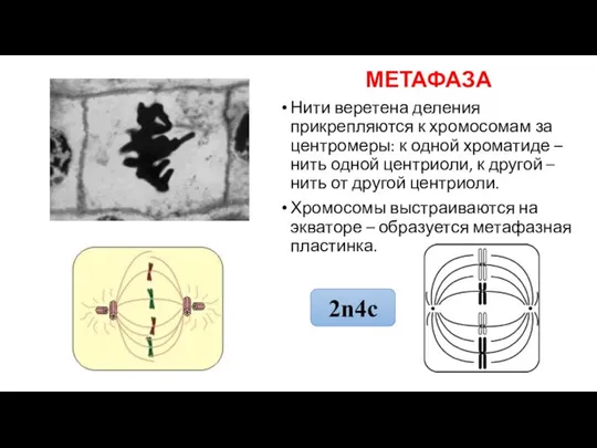 МЕТАФАЗА Нити веретена деления прикрепляются к хромосомам за центромеры: к одной