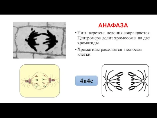 АНАФАЗА Нити веретена деления сокращаются. Центромера делит хромосомы на две хроматиды. Хроматиды расходятся полюсам клетки. 4n4c