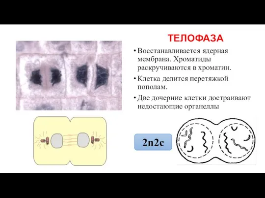 ТЕЛОФАЗА Восстанавливается ядерная мембрана. Хроматиды раскручиваются в хроматин. Клетка делится перетяжкой