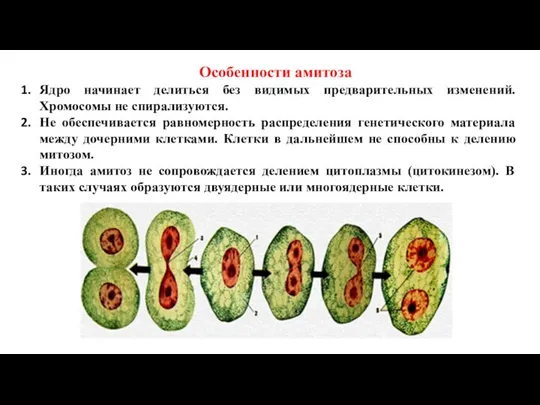 Особенности амитоза Ядро начинает делиться без видимых предварительных изменений. Хромосомы не