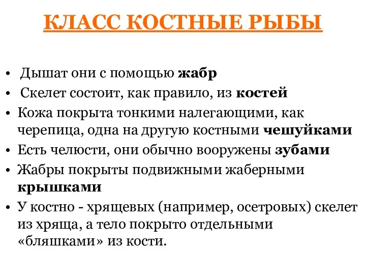 КЛАСС КОСТНЫЕ РЫБЫ Дышат они с помощью жабр Скелет состоит, как