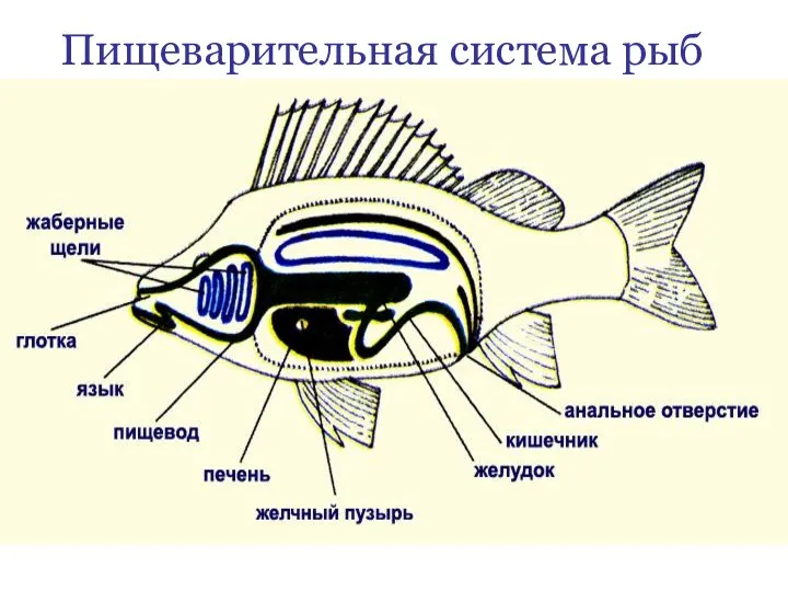 Пищеварительная система рыб