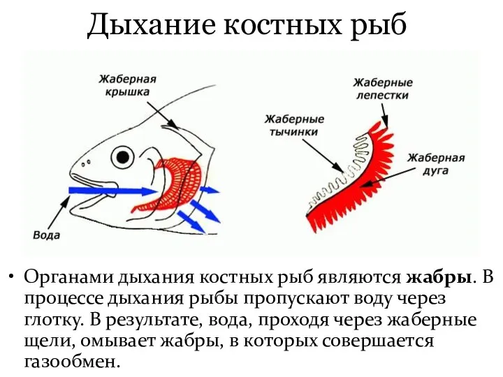 Дыхание костных рыб Органами дыхания костных рыб являются жабры. В процессе