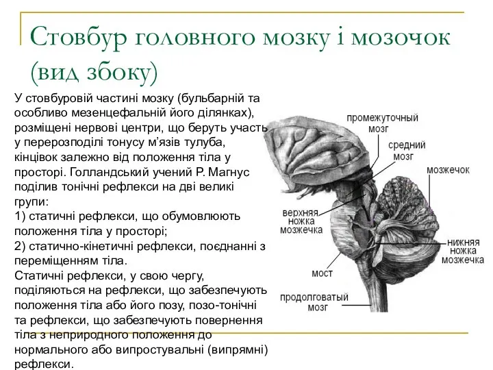 Стовбур головного мозку і мозочок (вид збоку) У стовбуровій частині мозку