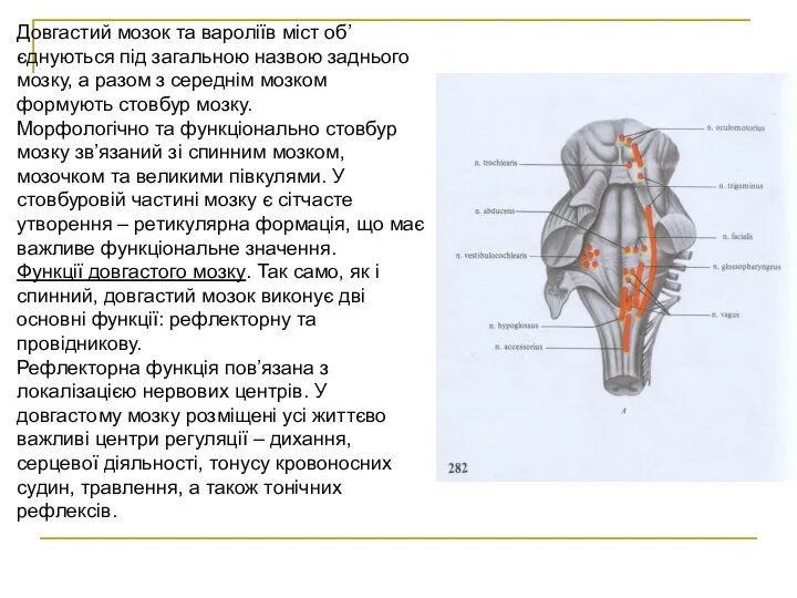 Довгастий мозок та вароліїв міст об’єднуються під загальною назвою заднього мозку,