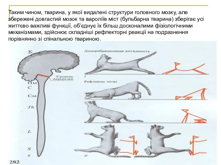 Таким чином, тварина, у якої видалені структури головного мозку, але збережені