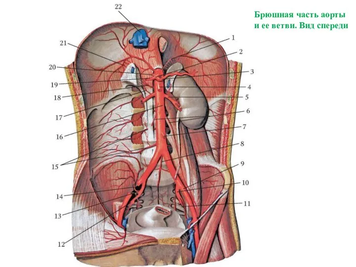 Брюшная часть аорты и ее ветви. Вид спереди