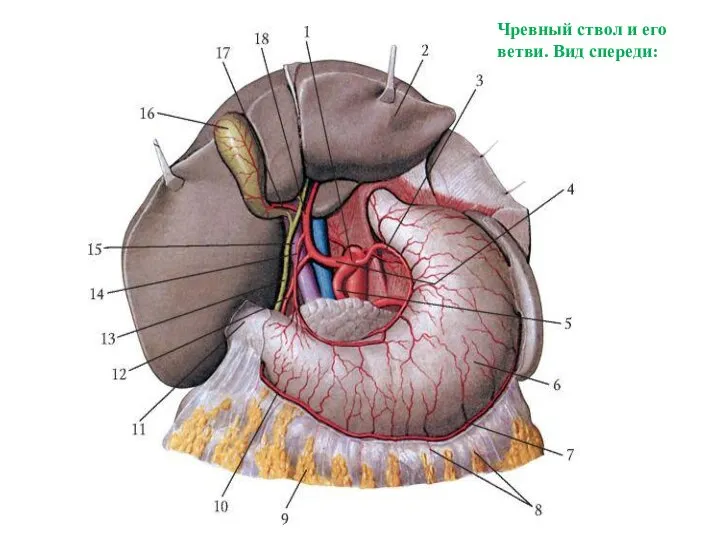 Чревный ствол и его ветви. Вид спереди: