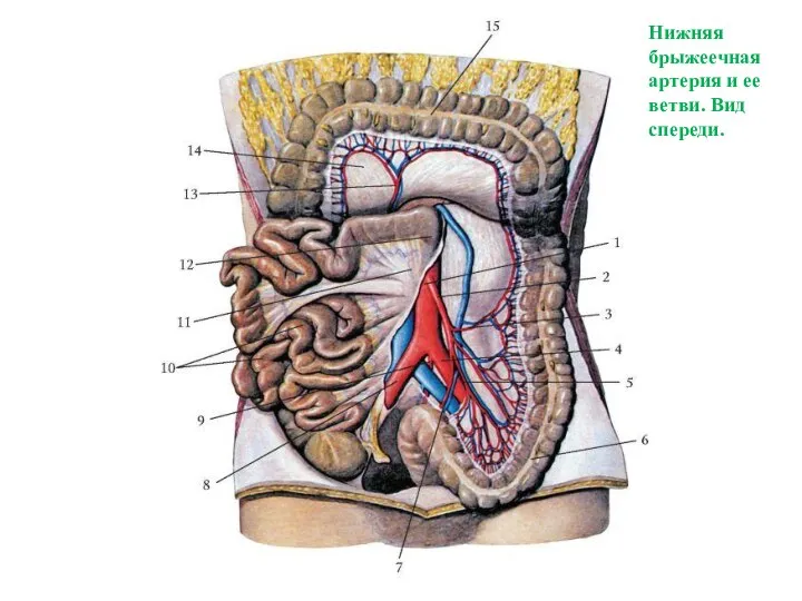 Нижняя брыжеечная артерия и ее ветви. Вид спереди.