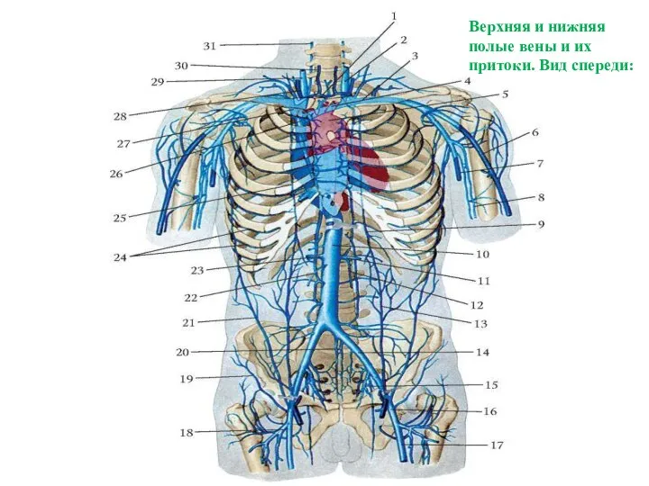 Верхняя и нижняя полые вены и их притоки. Вид спереди: